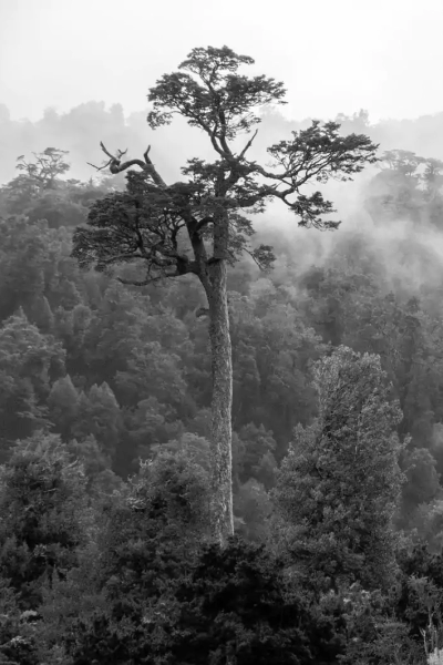 araucaria-sur-de-chile